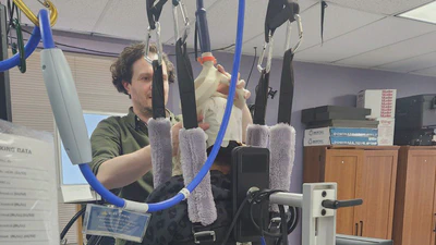 Priming locomotor training with transspinal stimulation in people with spinal cord injury: study protocol of a randomized clinical trial featured image