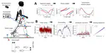 Effects of transspinal stimulation on spinal locomotor centers in healthy individuals